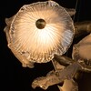 Миниатюра фото подвесной светильник loft it bloom 10352/650 ab | 220svet.ru